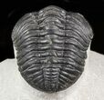 Pedinopariops Trilobite - Mrakib, Morocco #45967-3